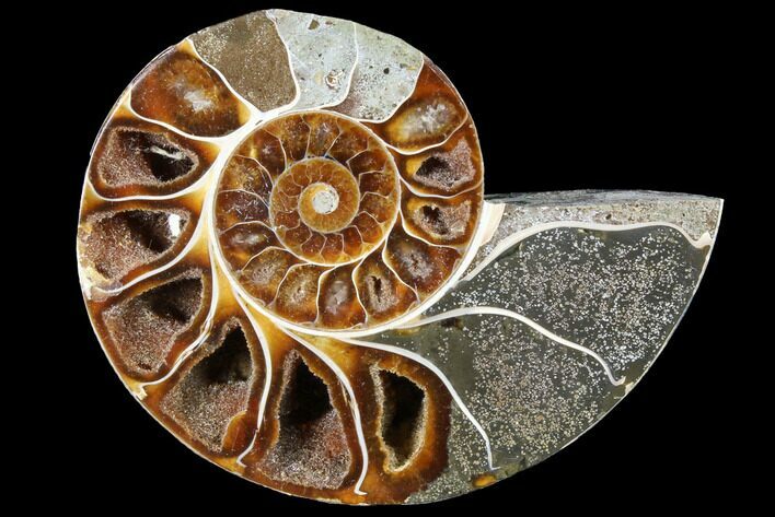Thick Ammonite (Anapuzosia) Fossil Half #88031